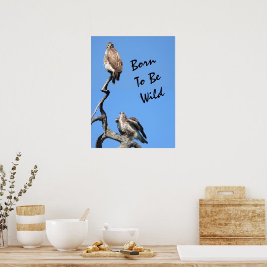 Juvenile Red Tailed Hawk composiet Poster (Keuken)