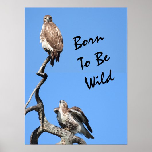 Juvenile Red Tailed Hawk composiet Poster (Voorkant)