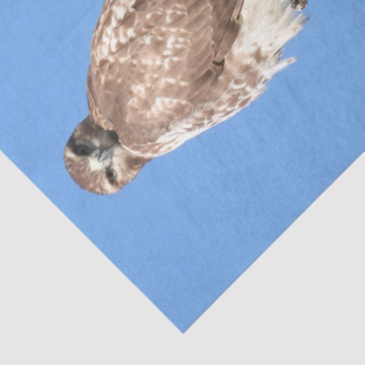 Juvenile Red Tailed Hawk composiet Tissuepapier (Detail)
