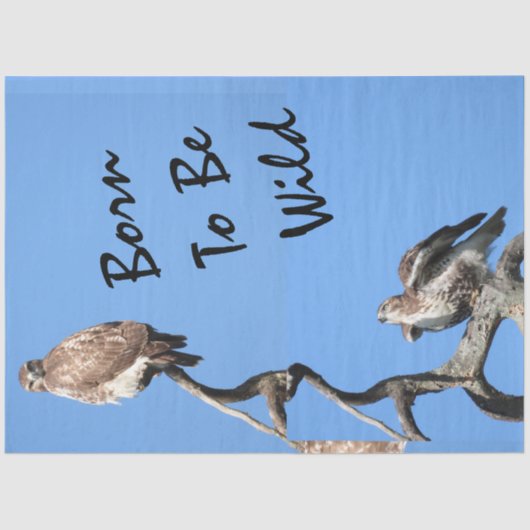 Juvenile Red Tailed Hawk composiet Tissuepapier (Voorkant)