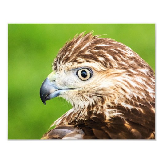 Juvenile Red Tailed Hawk Foto Afdruk (Voorkant)