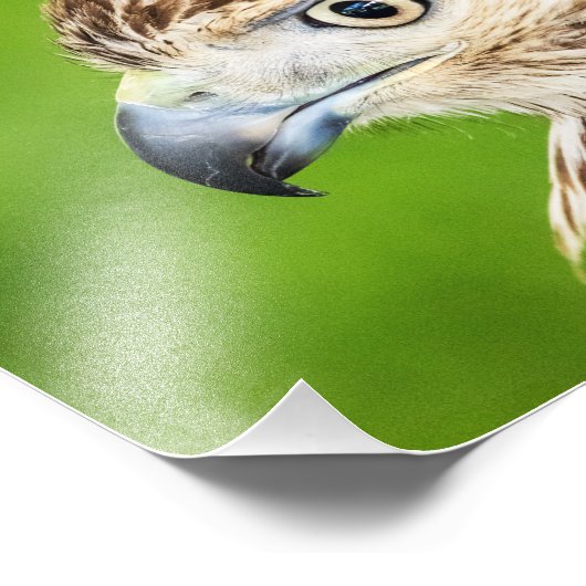 Juvenile Red Tailed Hawk Foto Afdruk (Hoek)