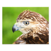 Juvenile Red Tailed Hawk Foto Afdruk (Voorkant)