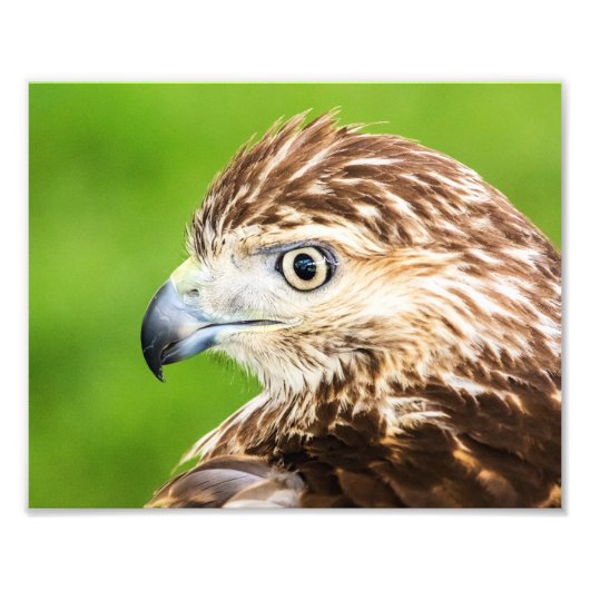 Juvenile Red Tailed Hawk Foto Afdruk (Voorkant)