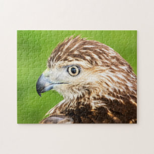 Juvenile Red Tailed Hawk Legpuzzel