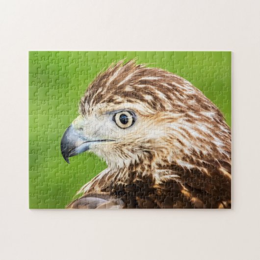 Juvenile Red Tailed Hawk Legpuzzel (Horizontaal)