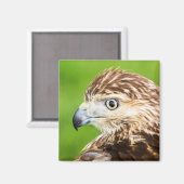Juvenile Red Tailed Hawk Magneet (Voorkant / Achterkant)