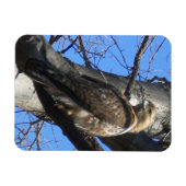 Juvenile Red Tailed Hawk Magnet Magneet (Horizontaal)