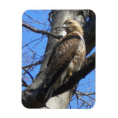 Juvenile Red Tailed Hawk Magnet Magneet (Verticaal)