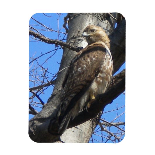 Juvenile Red Tailed Hawk Magnet Magneet (Verticaal)