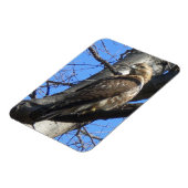 Juvenile Red Tailed Hawk Magnet Magneet (Linkerzijde)
