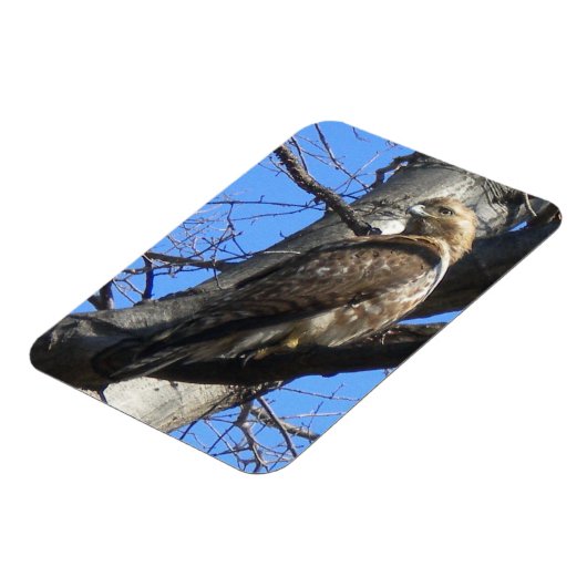 Juvenile Red Tailed Hawk Magnet Magneet (Linkerzijde)