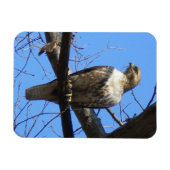 Juvenile Red Tailed Hawk Magnet Magneet (Horizontaal)