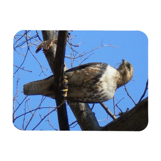 Juvenile Red Tailed Hawk Magnet Magneet (Horizontaal)