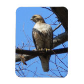 Juvenile Red Tailed Hawk Magnet Magneet (Verticaal)
