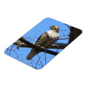 Juvenile Red Tailed Hawk Magnet Magneet (Linkerzijde)