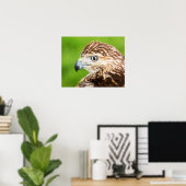 Juvenile Red Tailed Hawk Poster (Thuiskantoor)