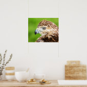 Juvenile Red Tailed Hawk Poster (Keuken)