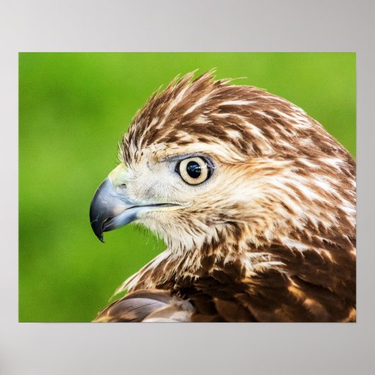 Juvenile Red Tailed Hawk Poster (Voorkant)