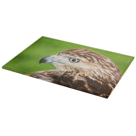 Juvenile Red Tailed Hawk Snijplank (Hoek)