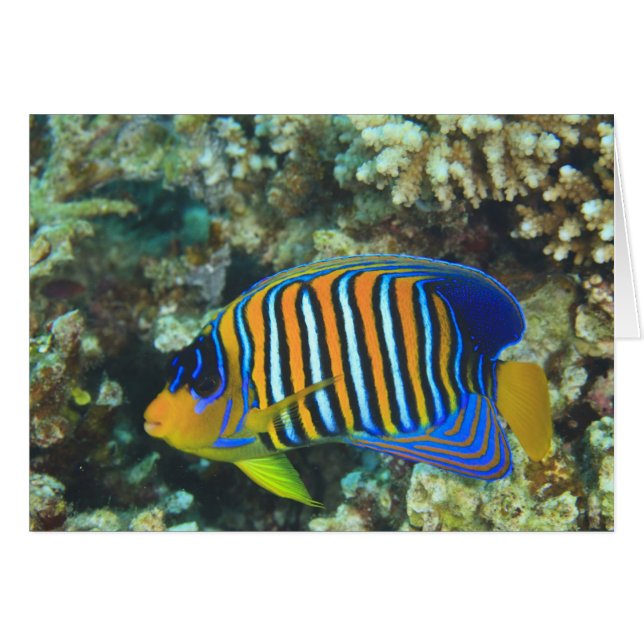Juvenile Regal Angelfish Pygoplites (Voorkant Horizontaal)