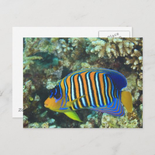 Juvenile Regal Angelfish Pygoplites Briefkaart (Voorkant / Achterkant)