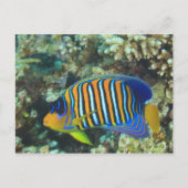 Juvenile Regal Angelfish Pygoplites Briefkaart (Voorkant)