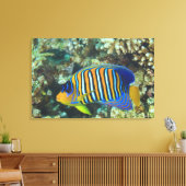 Juvenile Regal Angelfish Pygoplites Canvas Afdruk (Insitu (Woonkamer))