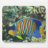 Juvenile Regal Angelfish Pygoplites Muismat (Voorkant)