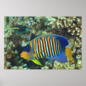 Juvenile Regal Angelfish Pygoplites Poster (Voorkant)