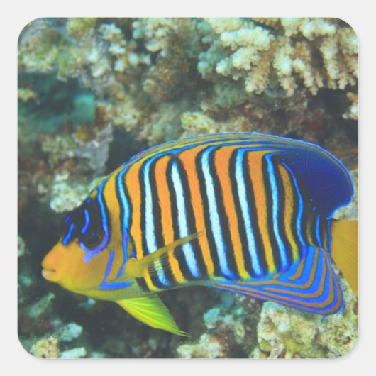 Juvenile Regal Angelfish Pygoplites Vierkante Sticker (Voorkant)