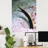 Juvenile Ribbon Eel Poster (Thuiskantoor)