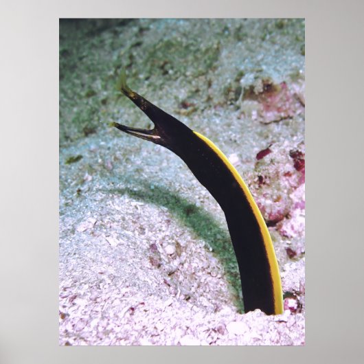Juvenile Ribbon Eel Poster (Voorkant)