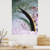 Juvenile Ribbon Eel Poster (Keuken)