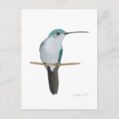 Juvenile Ruby-throated Hummingbird Briefkaart (Voorkant)