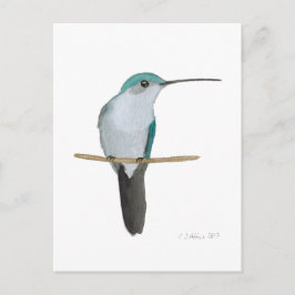 Juvenile Ruby-throated Hummingbird Briefkaart