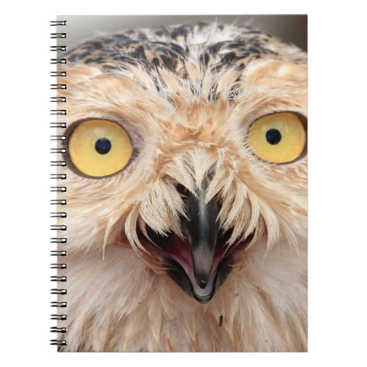 Juvenile Snowy Owl Notitieboek (Voorkant)