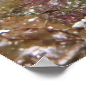 Juvenile Spoted Drum Poster (Hoek)