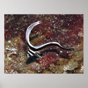 Juvenile Spoted Drum Poster