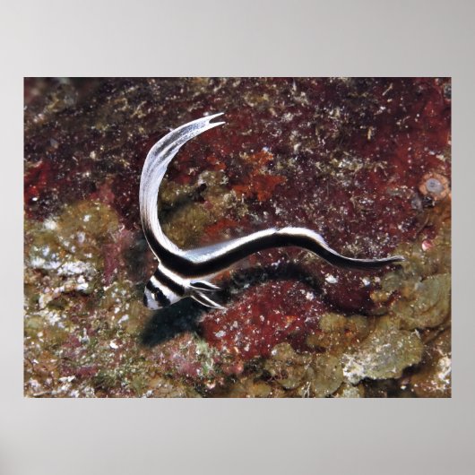 Juvenile Spoted Drum Poster (Voorkant)
