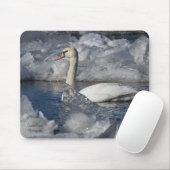 Juvenile Swan in de rivier de Icey Muismat (Met muis)