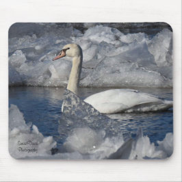 Juvenile Swan in de rivier de Icey Muismat