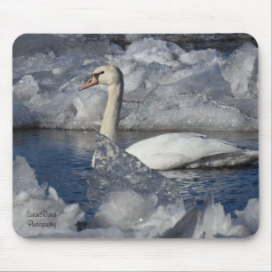 Juvenile Swan in de rivier de Icey Muismat