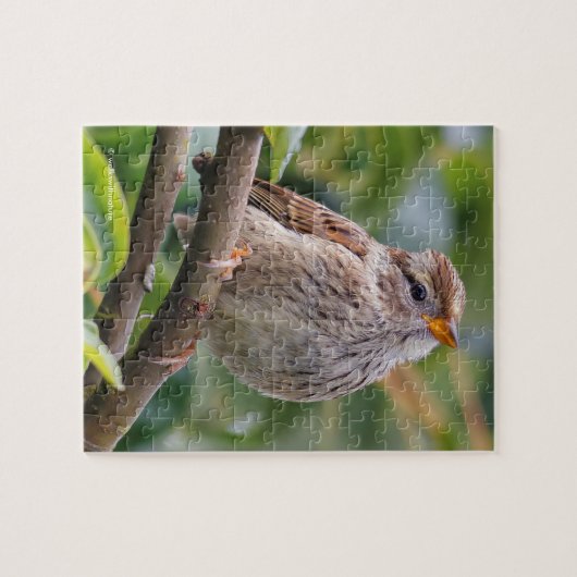 Juvenile White-Crowned Sparrow Legpuzzel (Horizontaal)