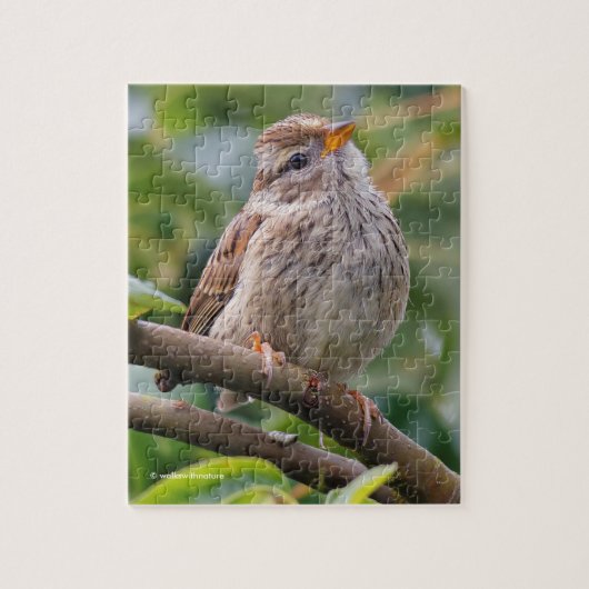 Juvenile White-Crowned Sparrow Legpuzzel (Verticaal)