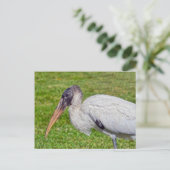 Juvenile Wood Stork Briefkaart (Staand voorkant)
