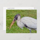 Juvenile Wood Stork Briefkaart (Voorkant / Achterkant)