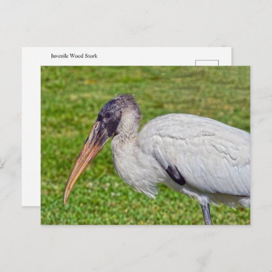 Juvenile Wood Stork Briefkaart (Voorkant / Achterkant)
