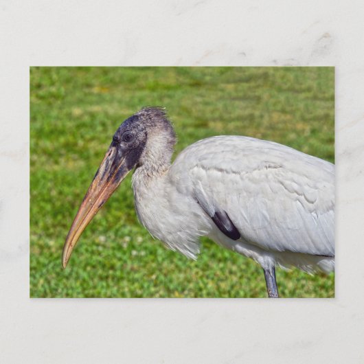 Juvenile Wood Stork Briefkaart (Voorkant)