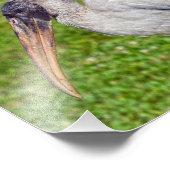 Juvenile Wood Stork Foto Afdruk (Hoek)